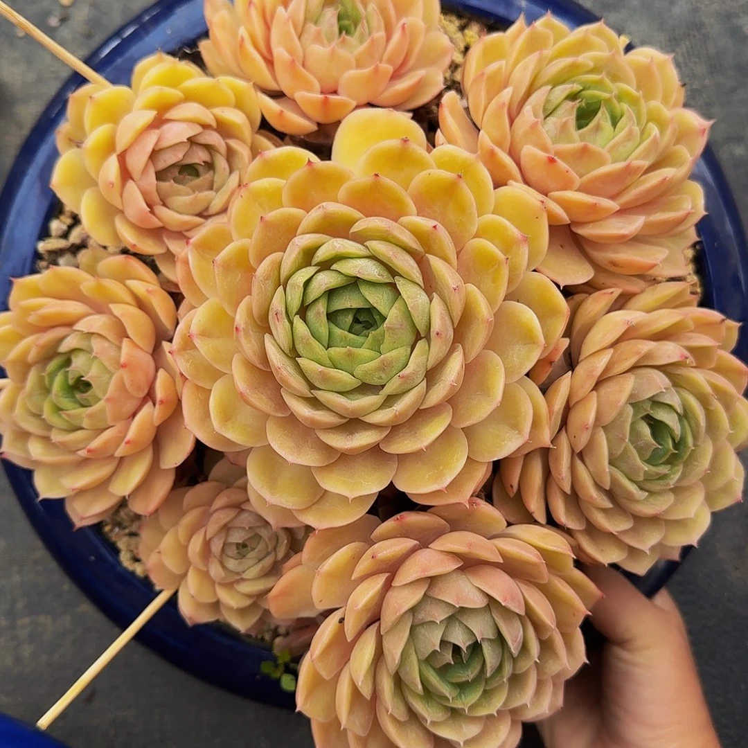 雪***啊呃呃呃哦哦哦哦呃呃呃呃呃呃呃呃呃呃呃呃呃呃啊