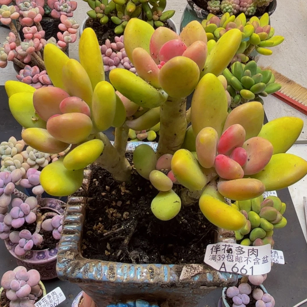 661芒果奶树13cm多肉
