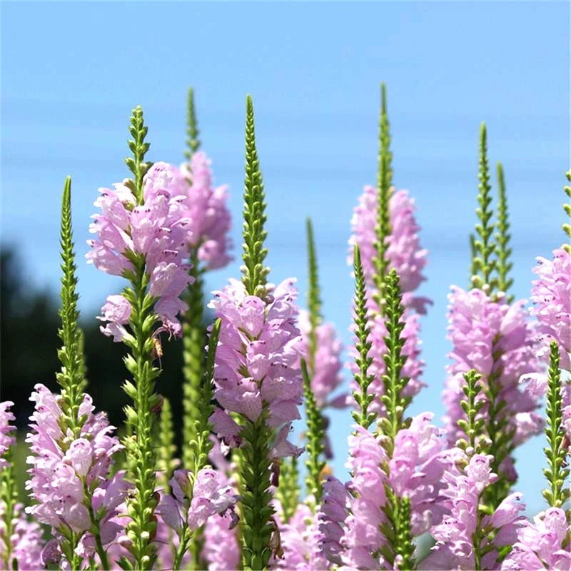 假龙头多年生耐寒耐热地被植物