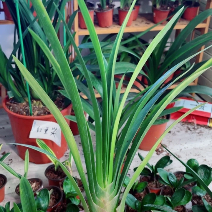 当前无花栽培后可以开花