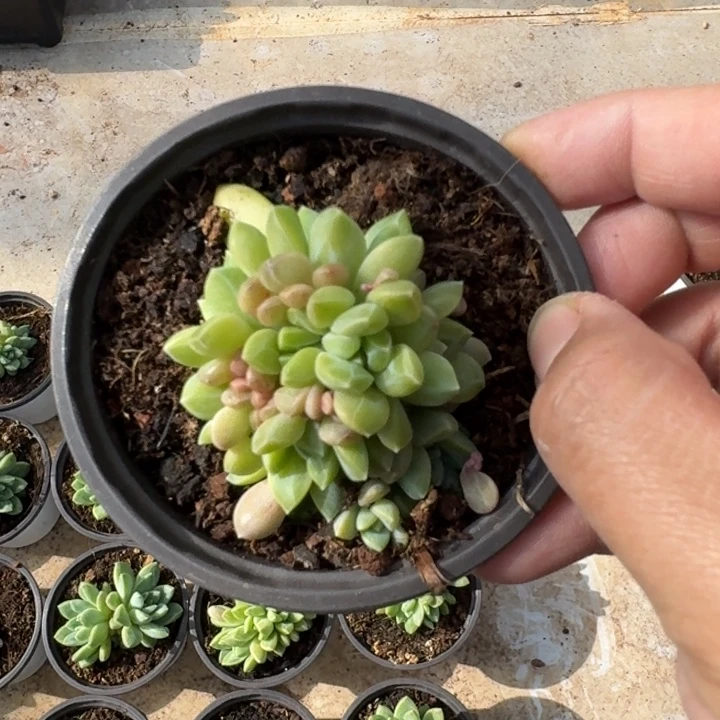 水晶萝莉 叶插 一物一拍