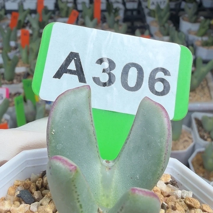 306mmmmmmmmmmmmmmmmm