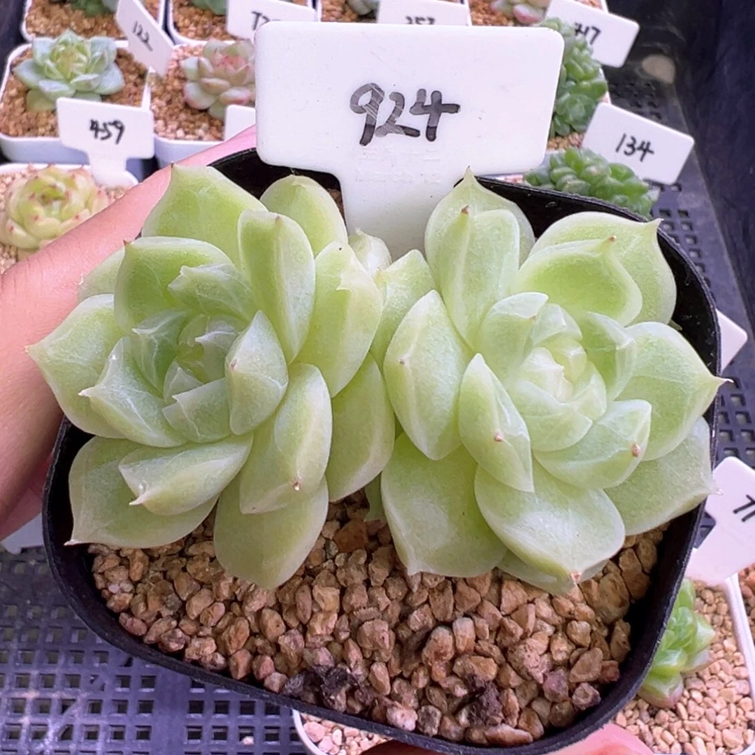 924号梨花白不包整