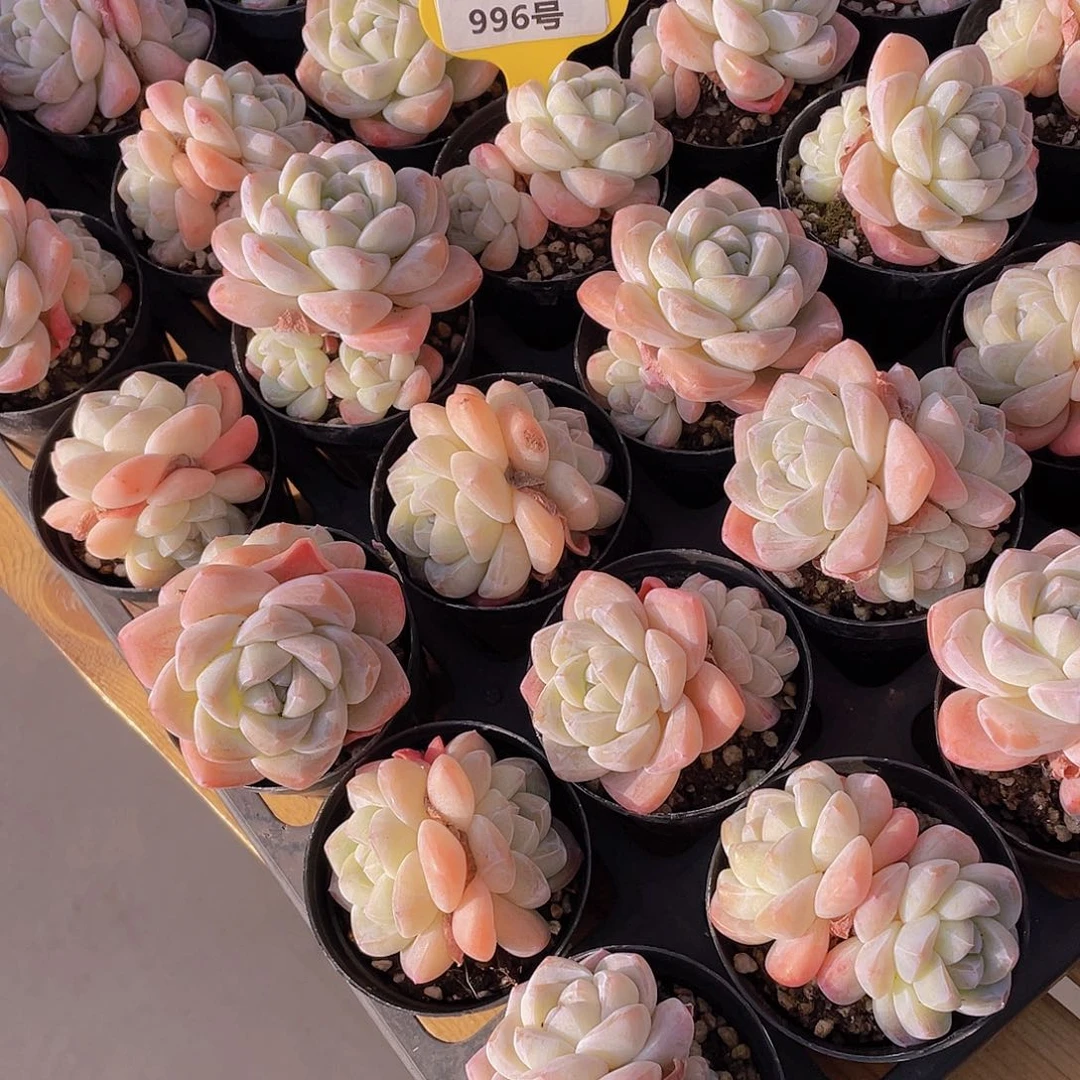 996号 开播福利全状态樱花钻石冰玉双头2个