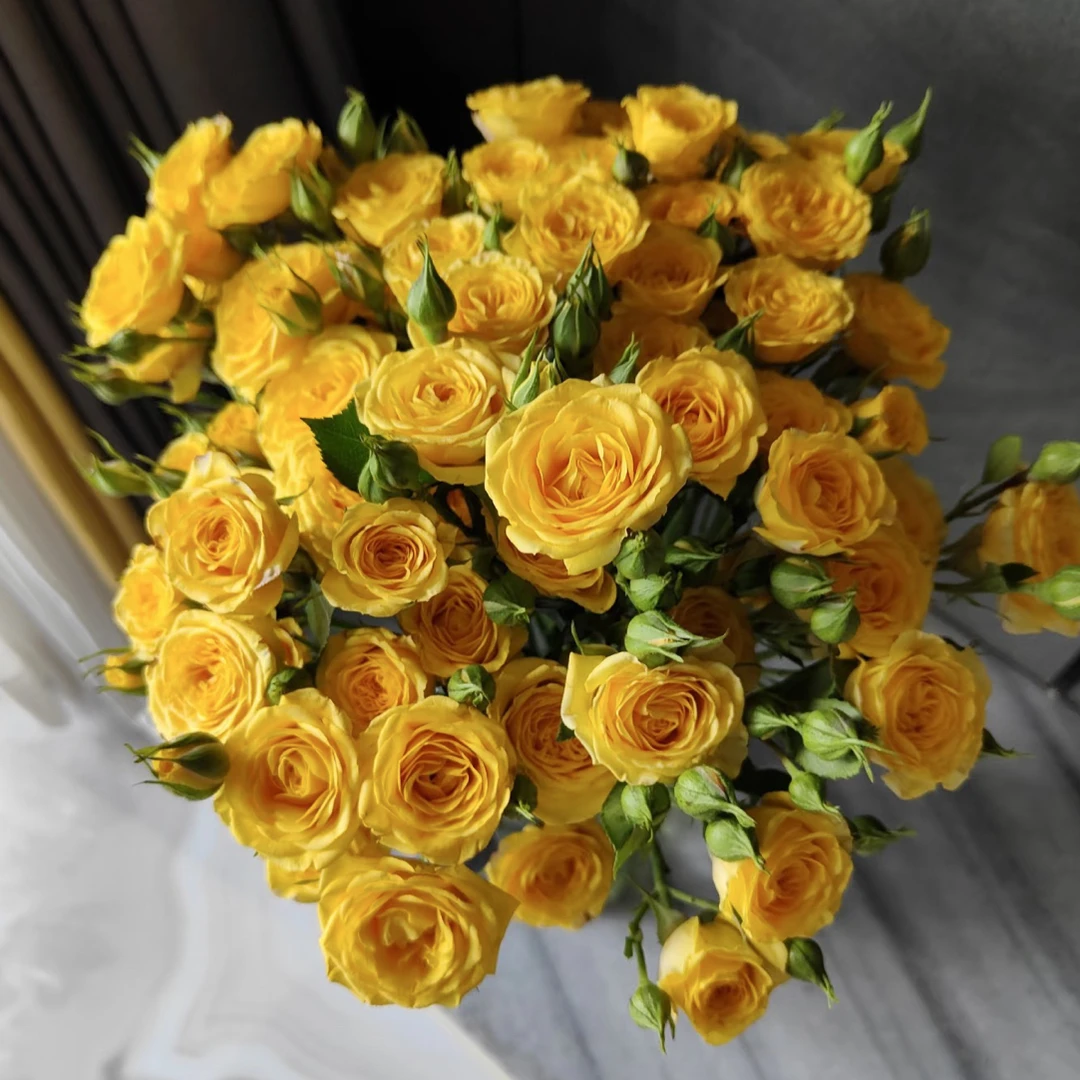 梦幻芭比5支 任意两单包邮