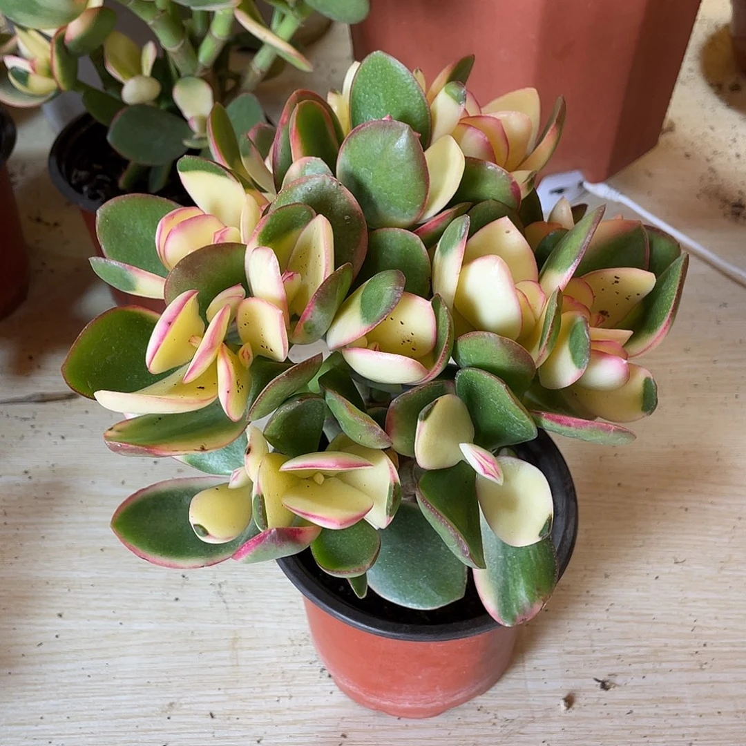 3年新花月锦好看好养