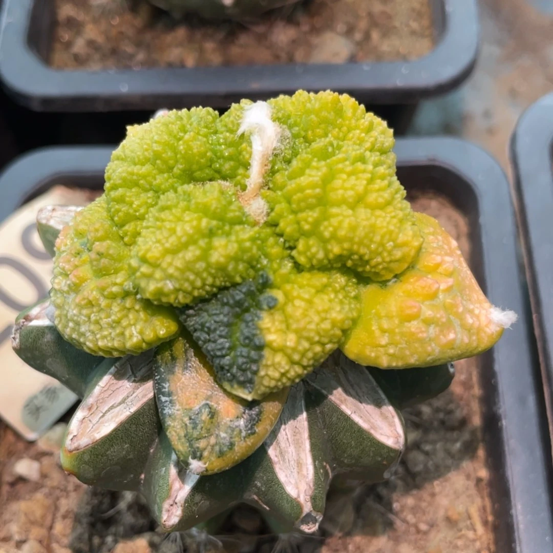 全部花朵精选细密犹拱形哥斯拉牡丹锦209