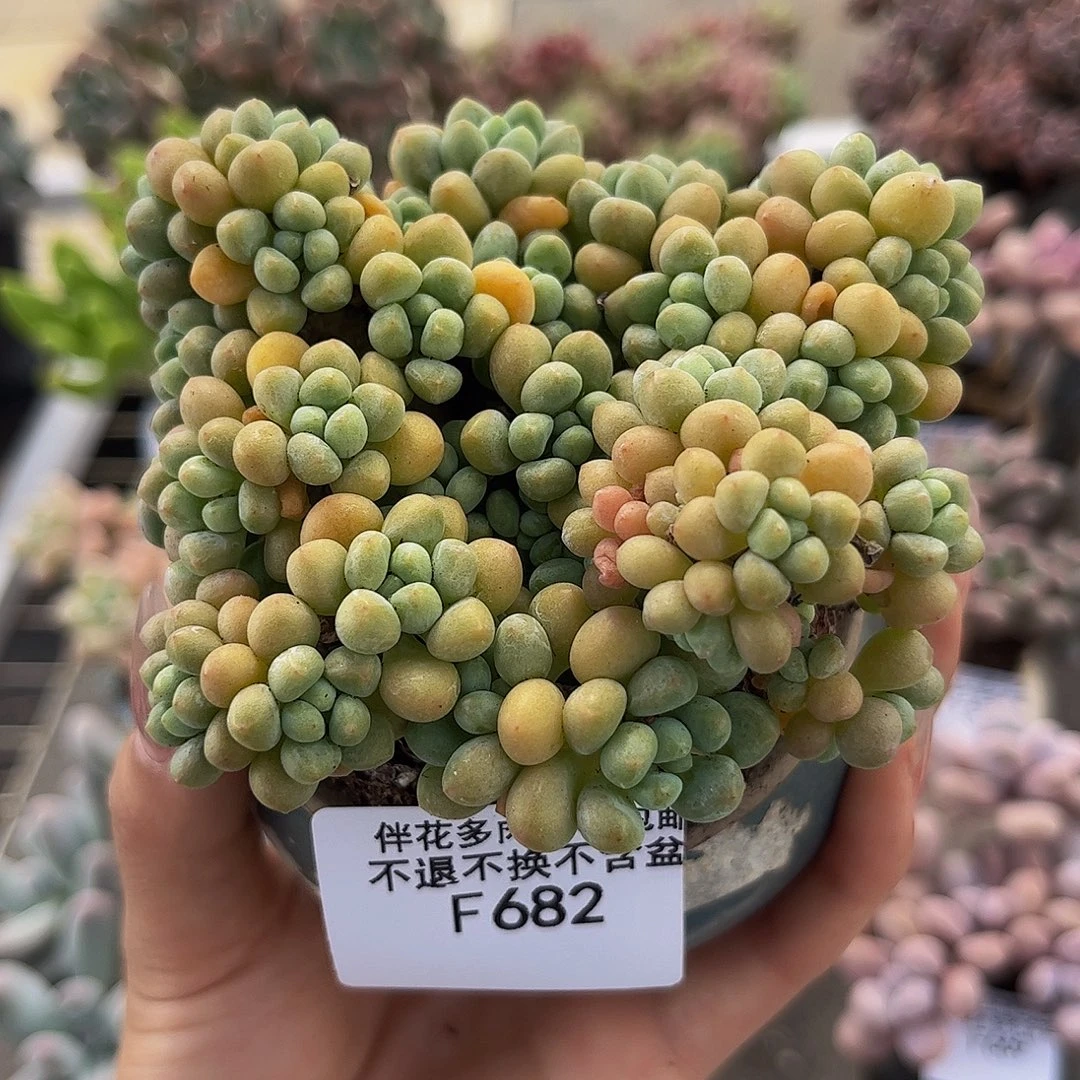 682-洛可可多肉6cm