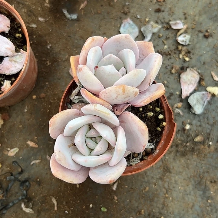 奶茶杂。