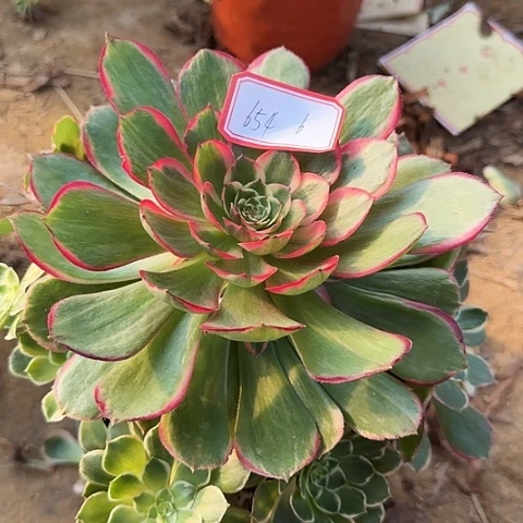 多肉植物粉花妖654