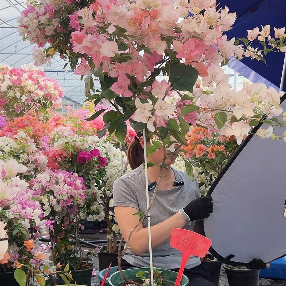 刘***小大部分花苞少量开放M10橙口红