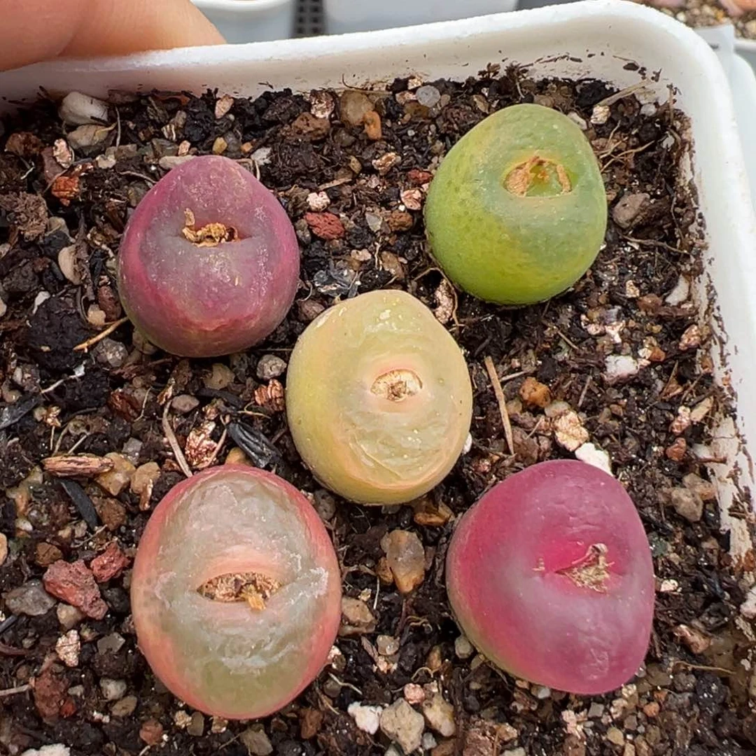 2.13好看的多肉407