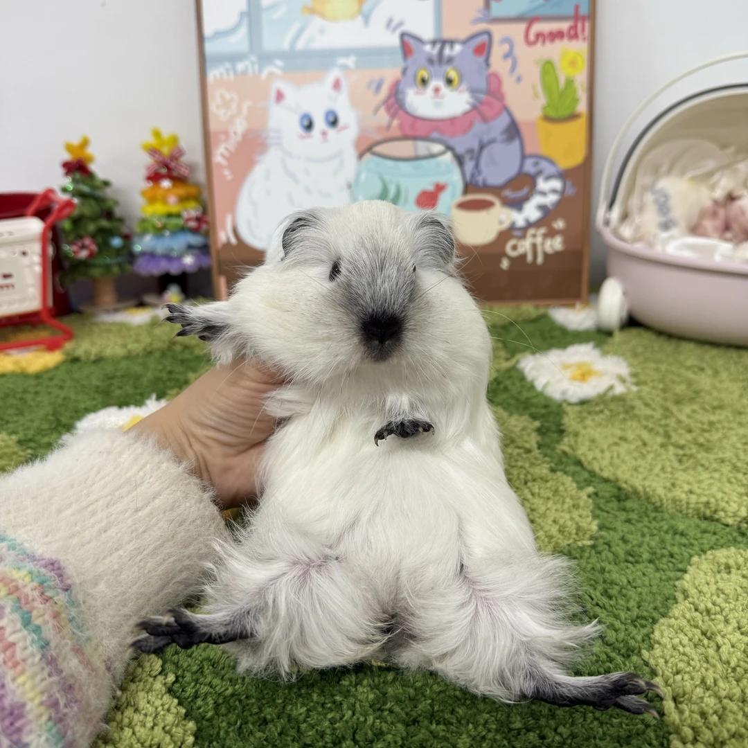 白长毛加州妹妹顺丰包邮春节不打烊