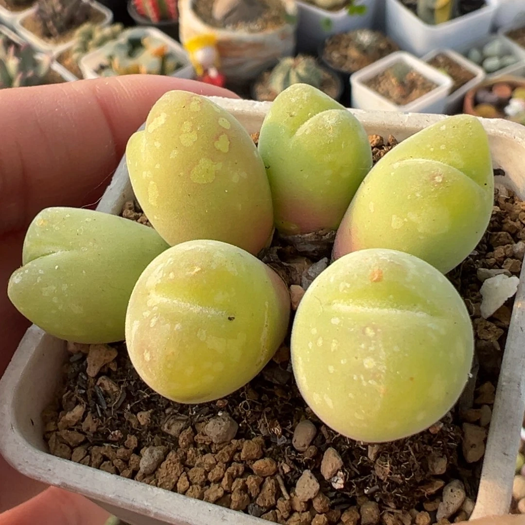 粉体枣玲玉群多肉植物