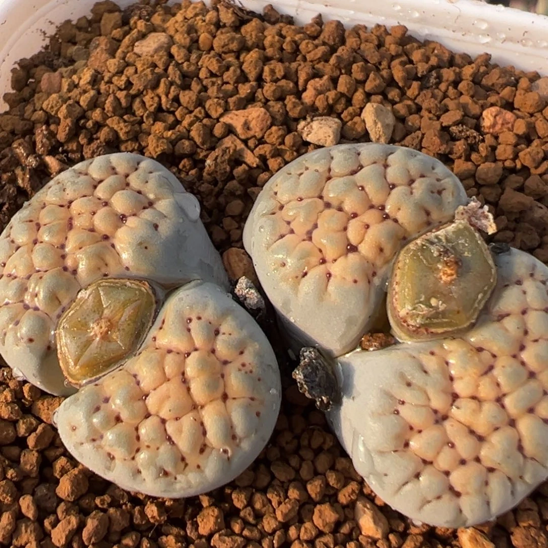 97多肉植物百科植物