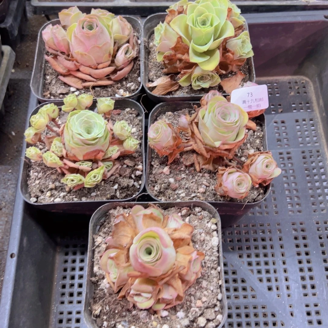 73 侧牙掉了不包损无售后