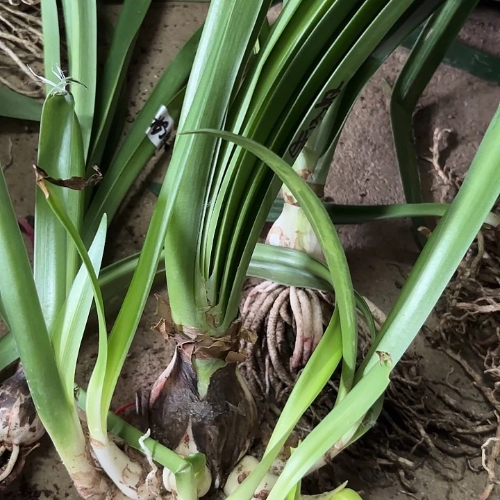 无花朵贵妇坨坨包对版