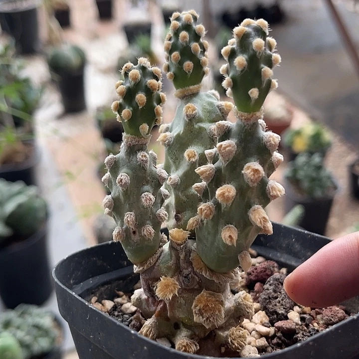 无花朵蛸壶团扇一物一拍