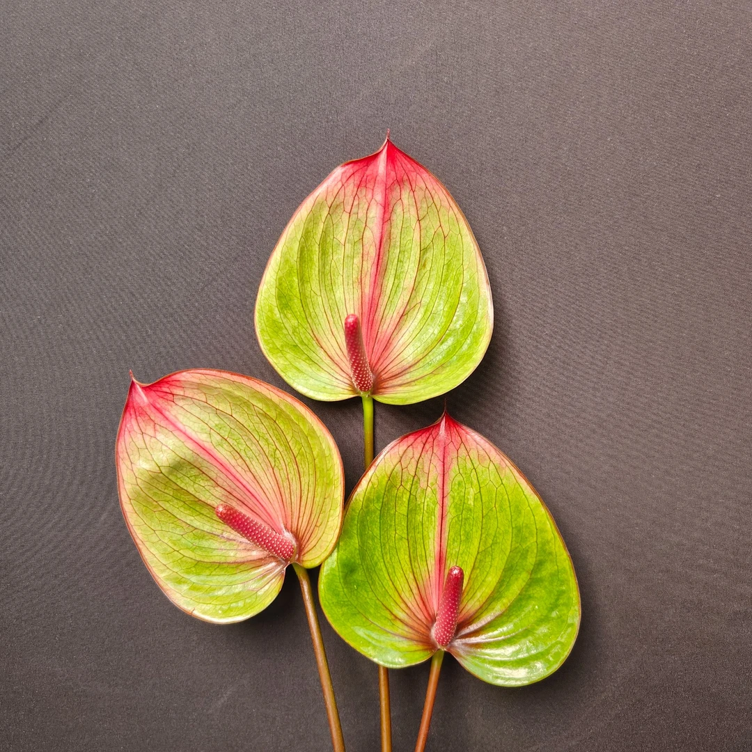 【掌品无限】巴里卡 花卉高端鲜切红掌（无售后）