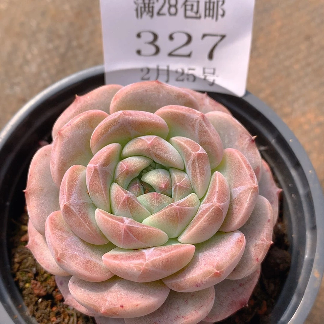 【闪购商品】云327冰魄惊心