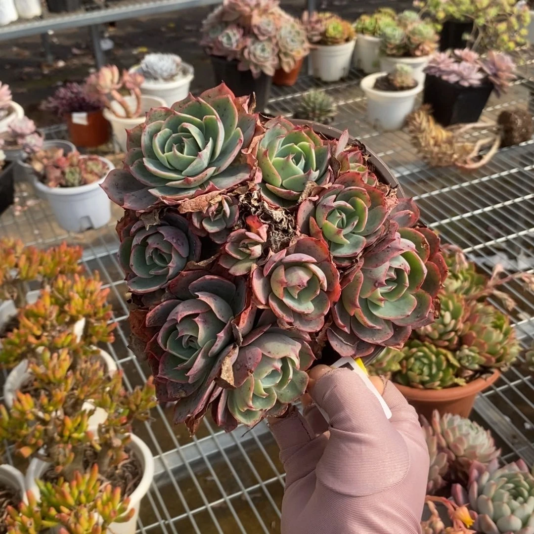 5546阿美星一物一拍