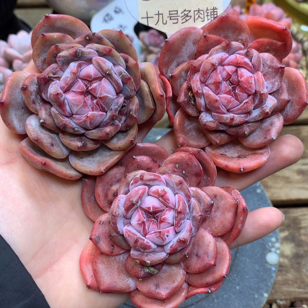 S0754 星影3棵打包老桩 开播福利