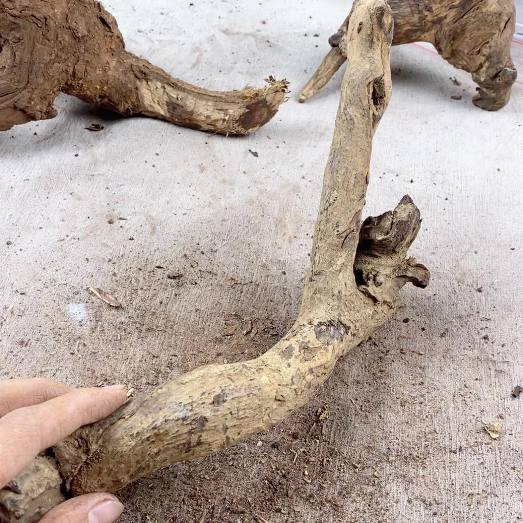 黄花梨/降香黄檀老****7