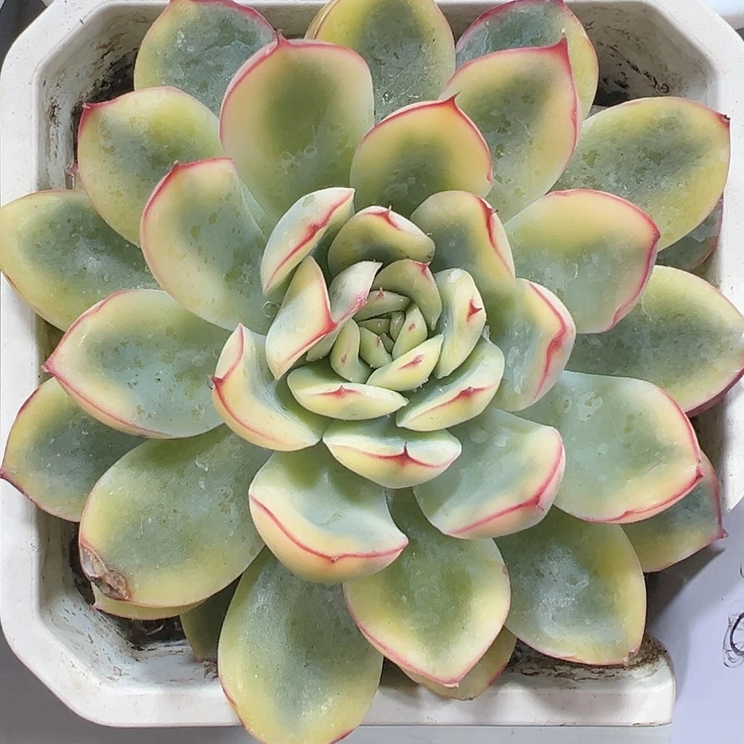 荷花锦多肉植物锦