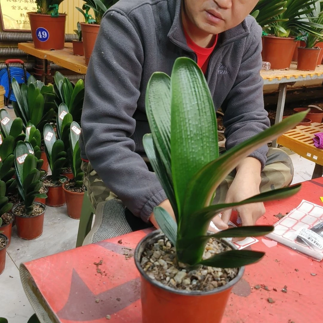 9***一当前无花栽培后可以开花