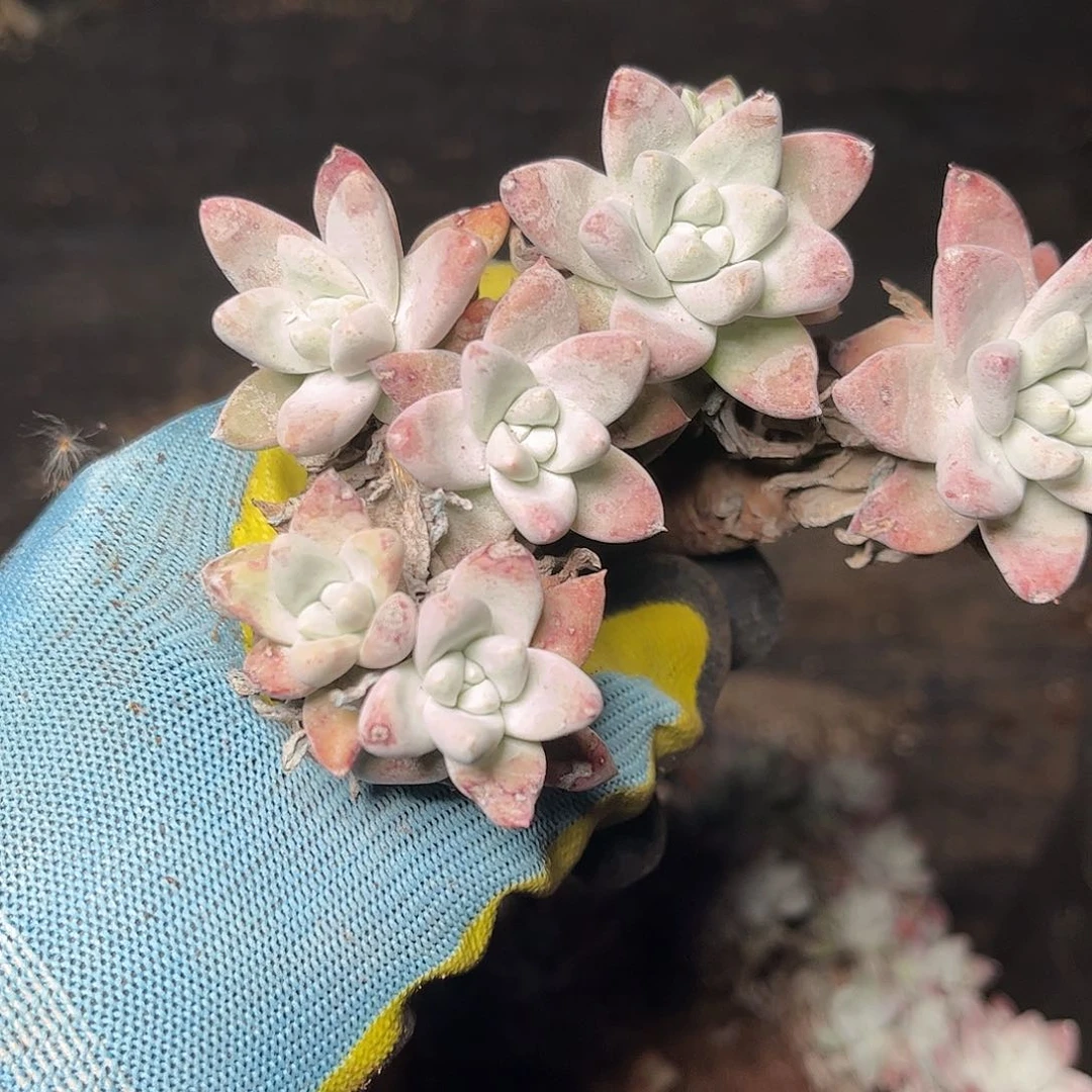 2702刘丹白菊砍头多肉