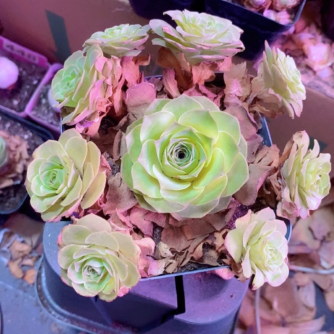紫娃娃手捧一物一拍001