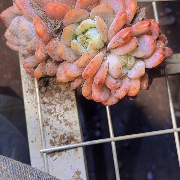 苏***蓝好想和她谈心聊天的样子