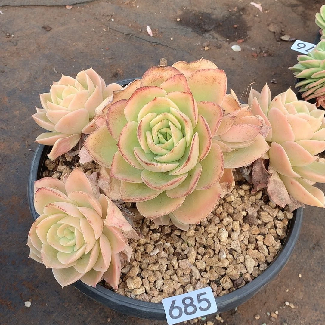 685星娜塔一物一拍多肉