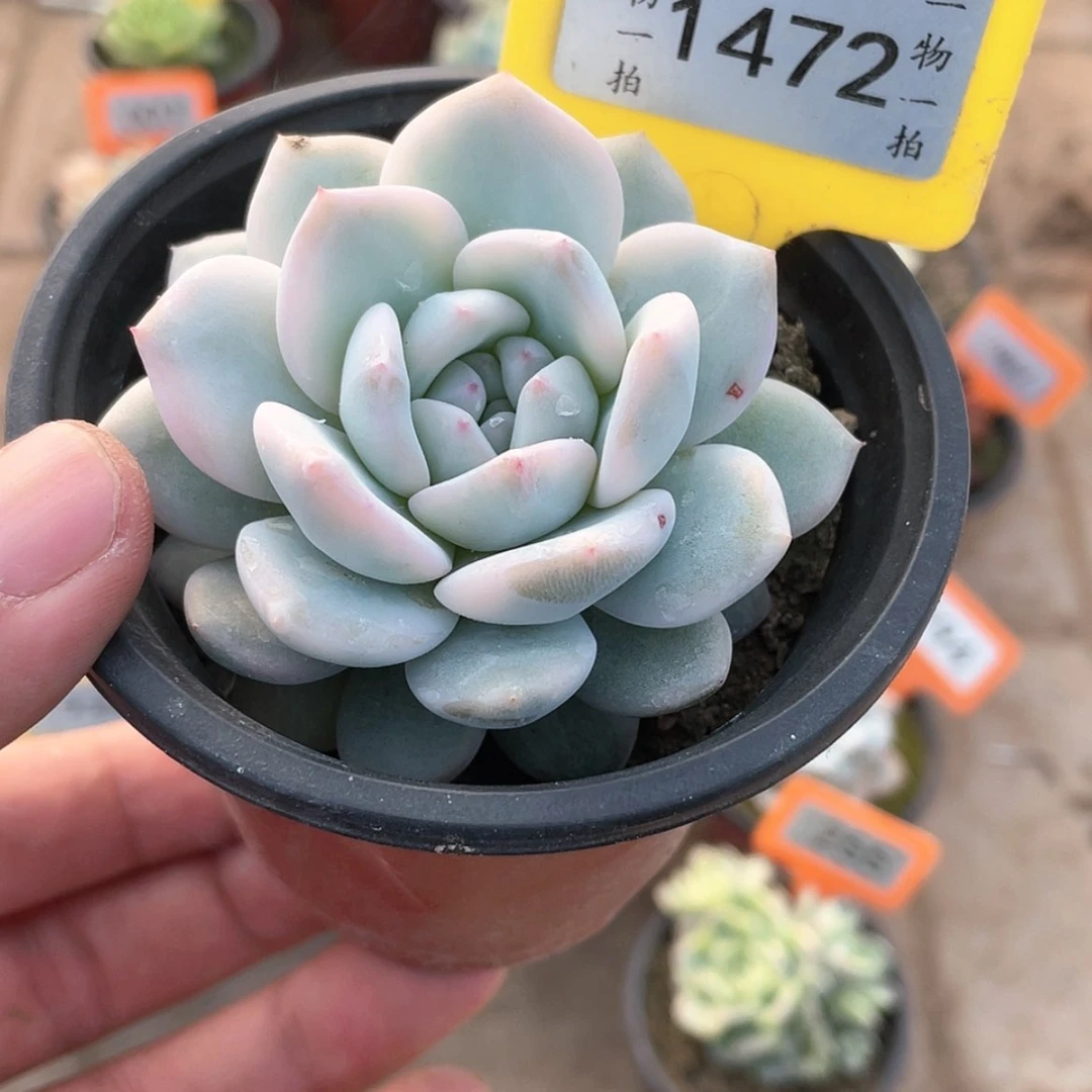 【闪购商品】1472号