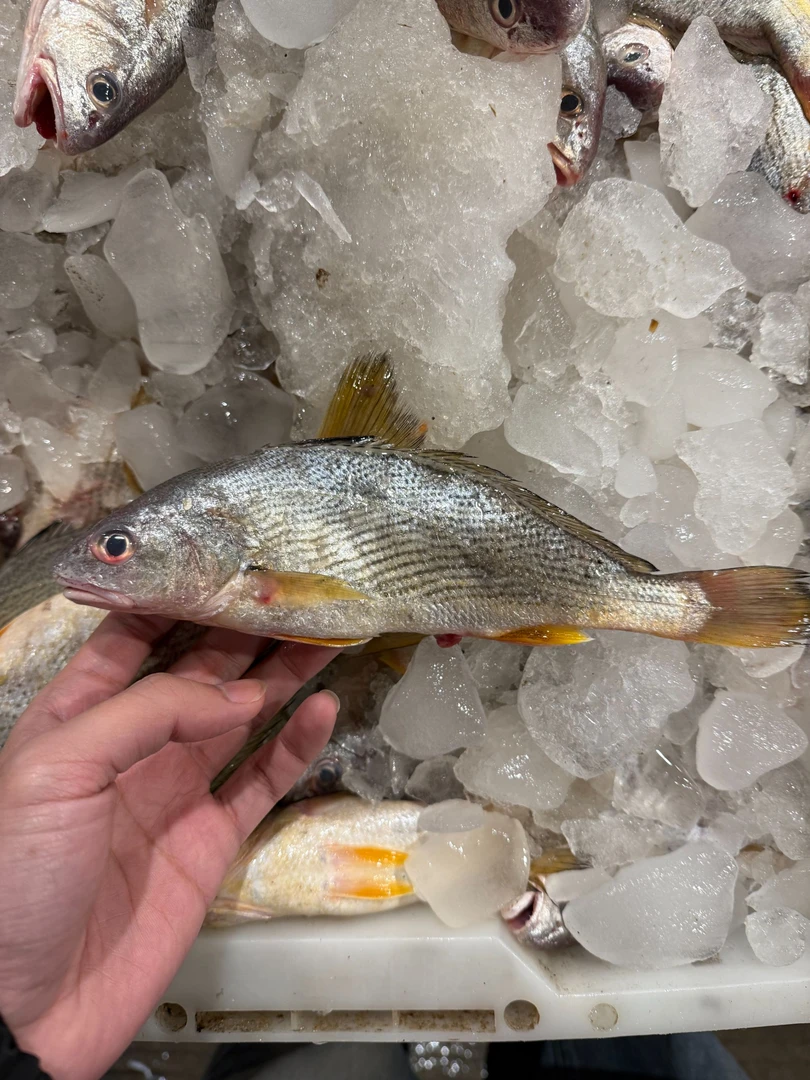 【小黄三4斤】东海野生海捕黄三鱼黄姑鱼鱼 肉质鲜美 顺丰冷链包邮