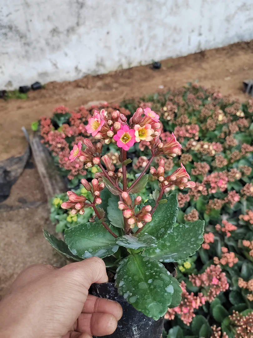 长寿花，百万小铃，宫灯长寿花10厘米盆径