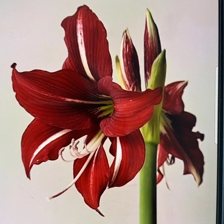 白肋火凤凰3厘米朱顶红