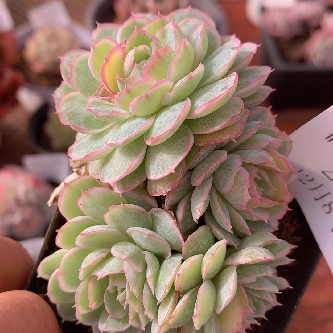 【闪购商品】云213