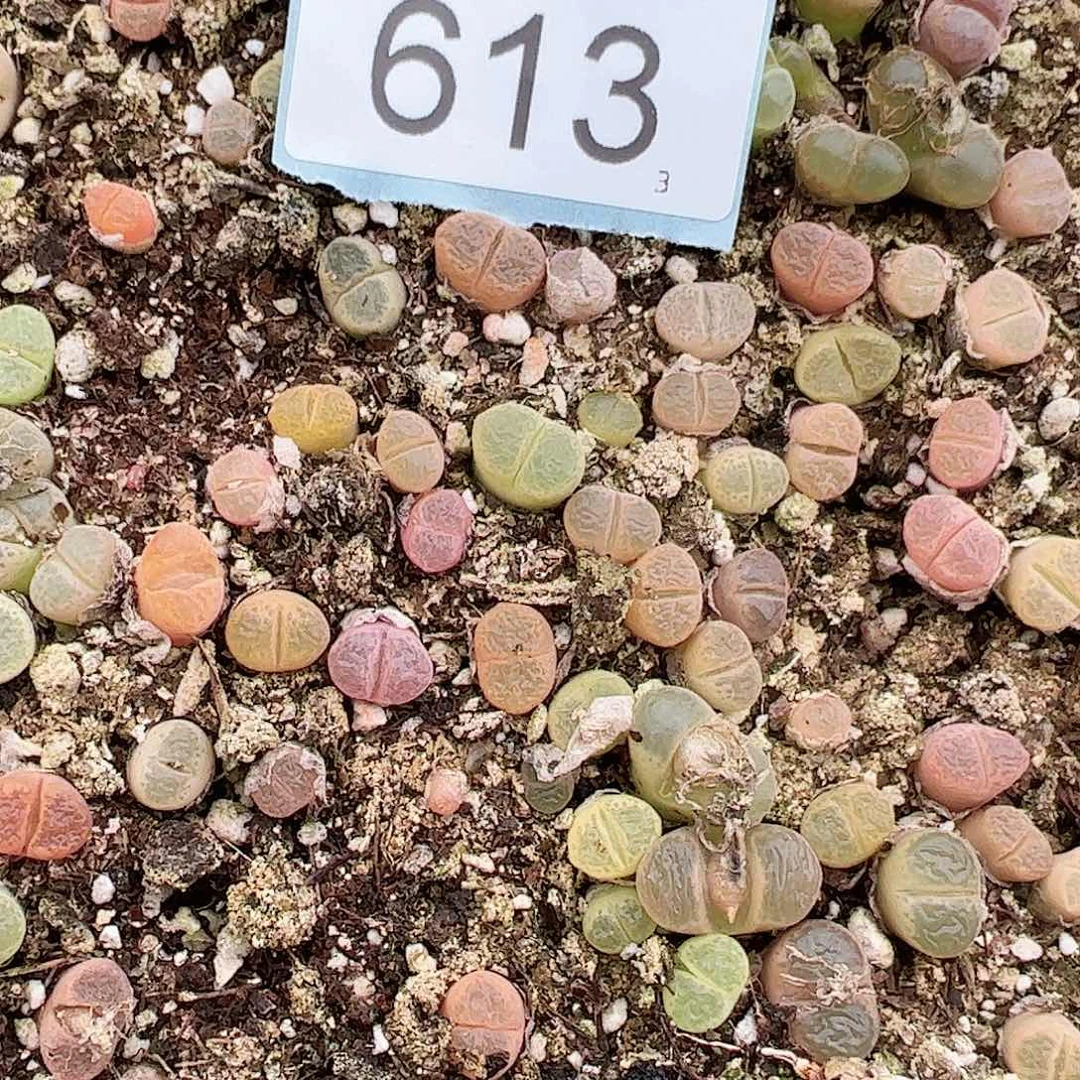 0000613量拍风铃混合8颗