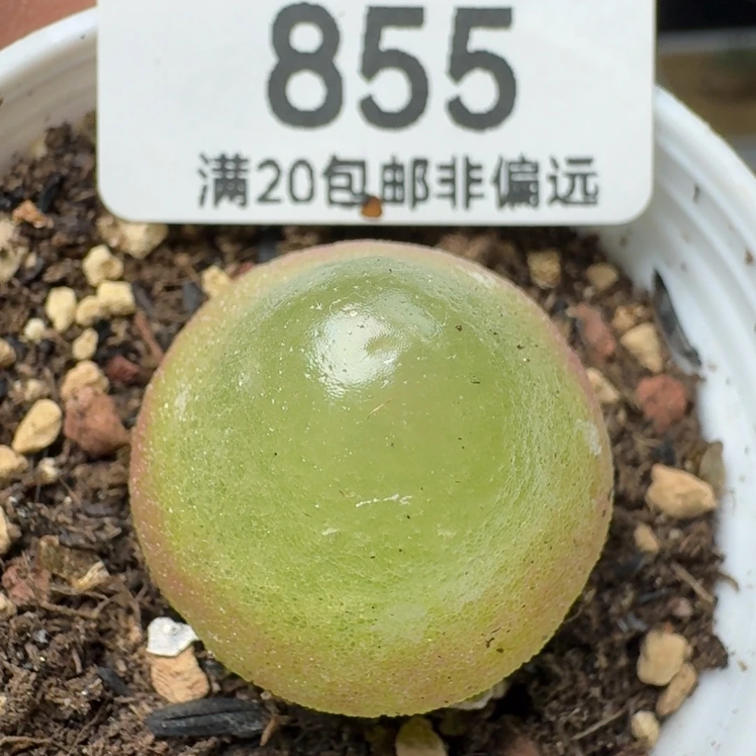 灯泡2.2带盆土。