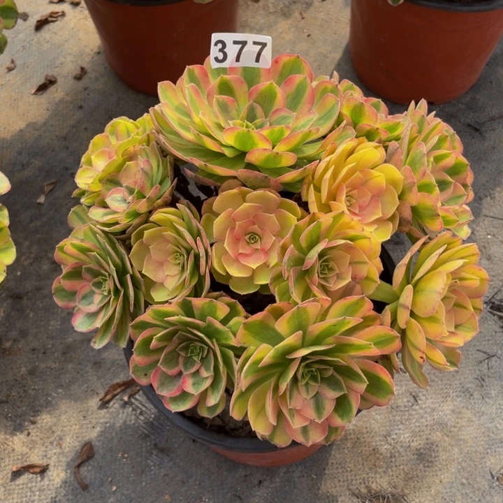 377老庄多肉法师雨荷