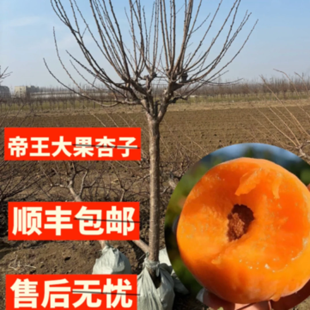 杏子树苗嫁接特大庭院盆栽地栽南北方四季种植早熟当年结果杏树苗