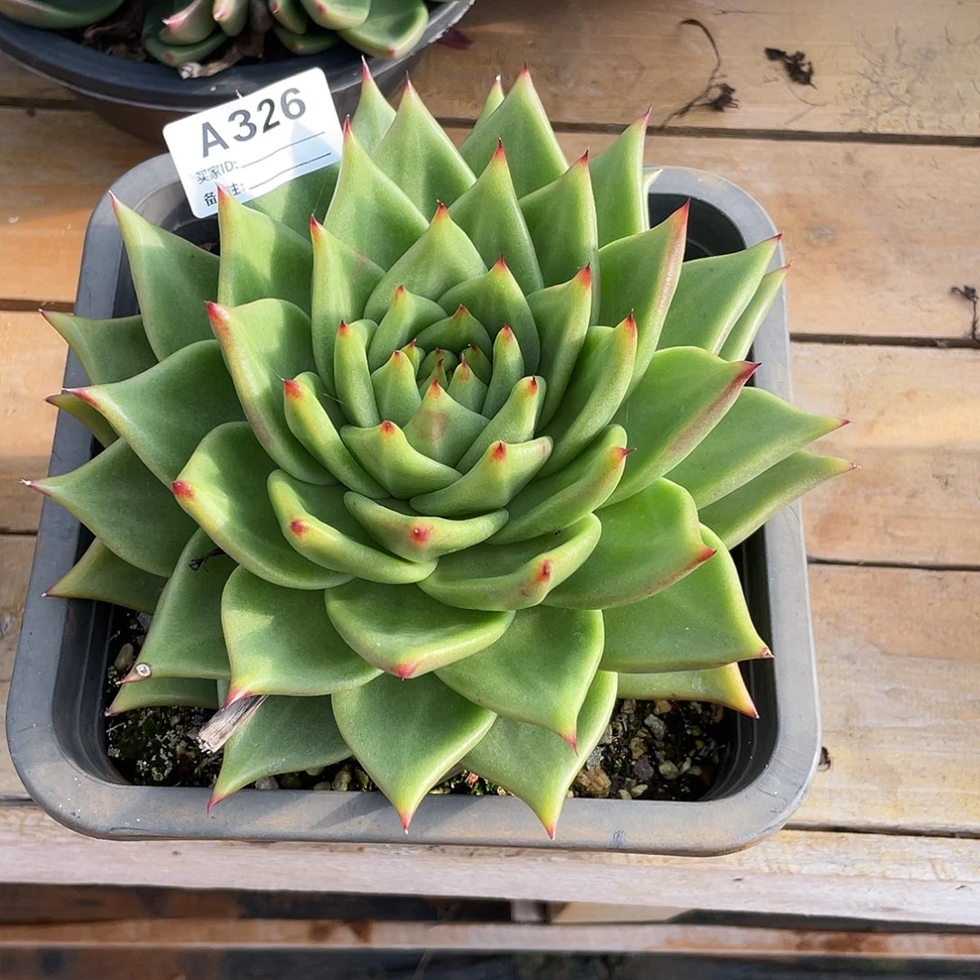 若如东云单拍A326