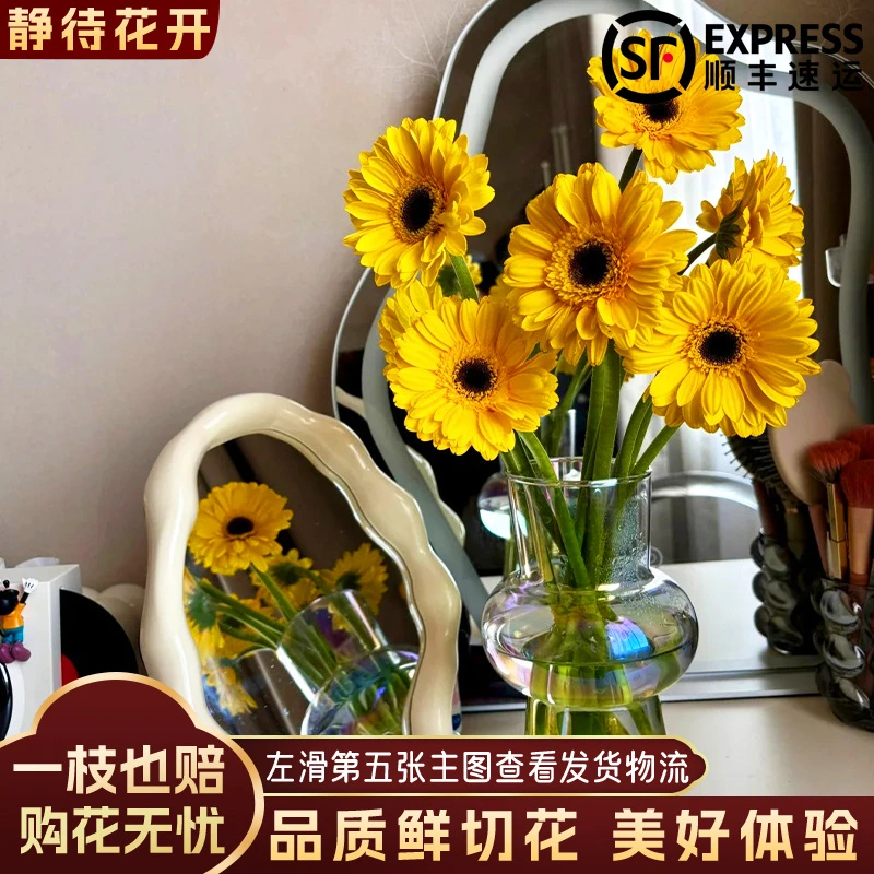 【静待花开】阳光泡泡-A级非洲菊云南鲜花斗南花卉基地直发顺丰包邮