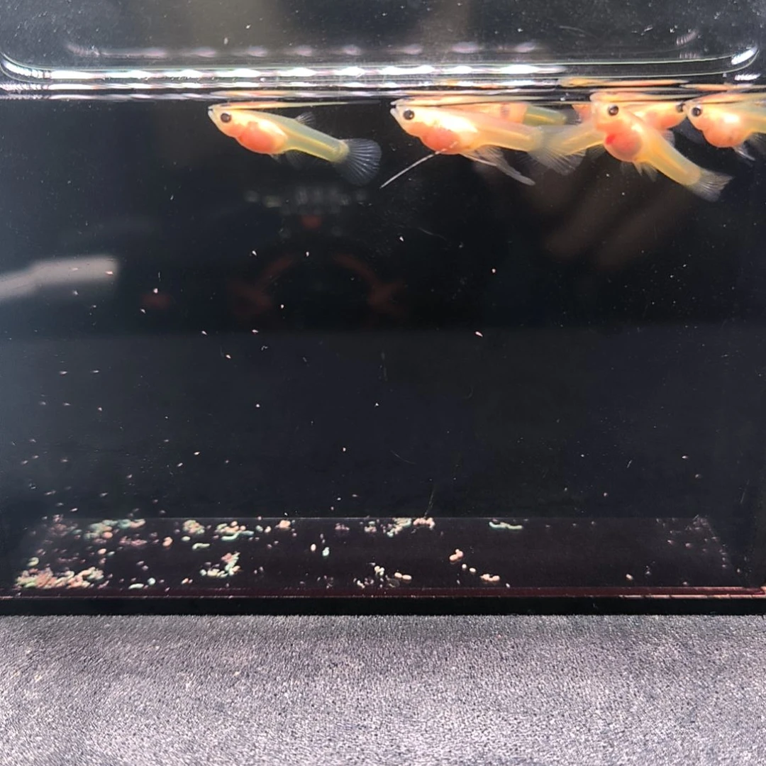 孔雀鱼幻彩大c玻璃猫苗子8条含两条备损