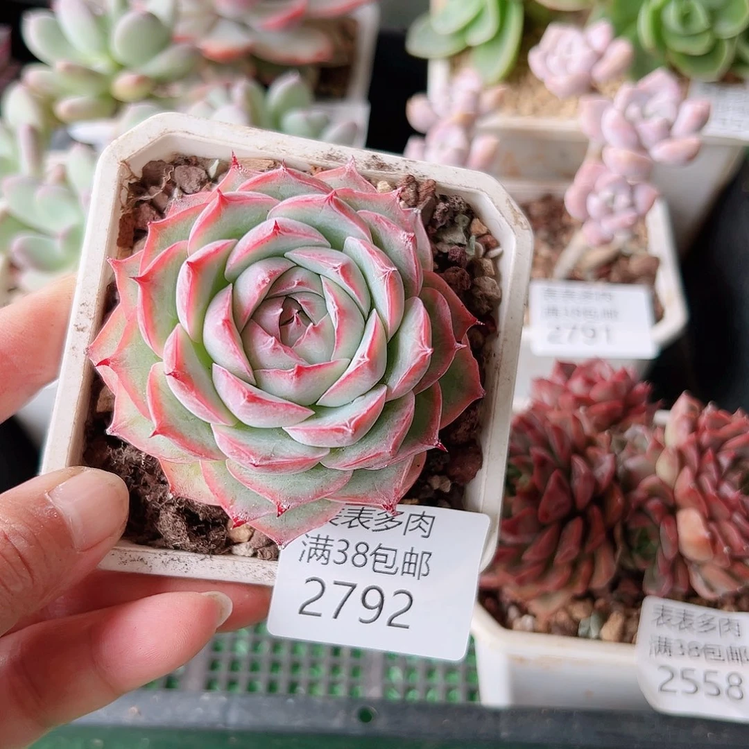 多肉一物一拍植物2792