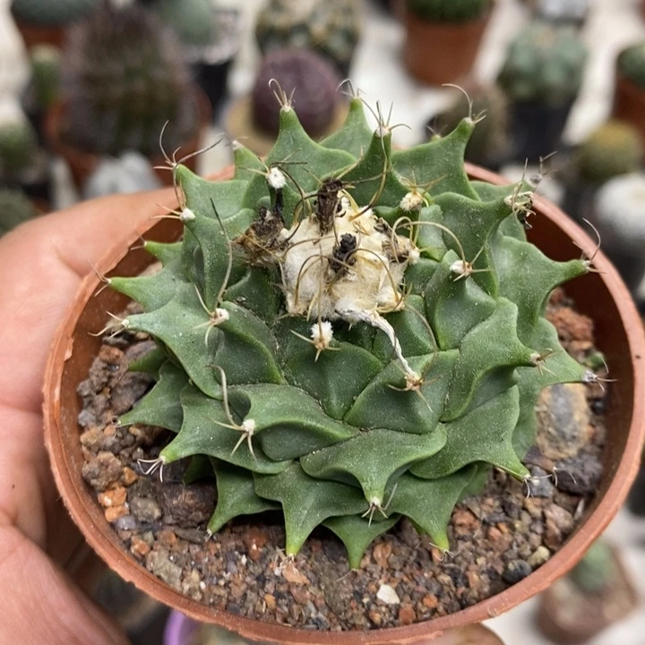 实生蒂冠特价福利