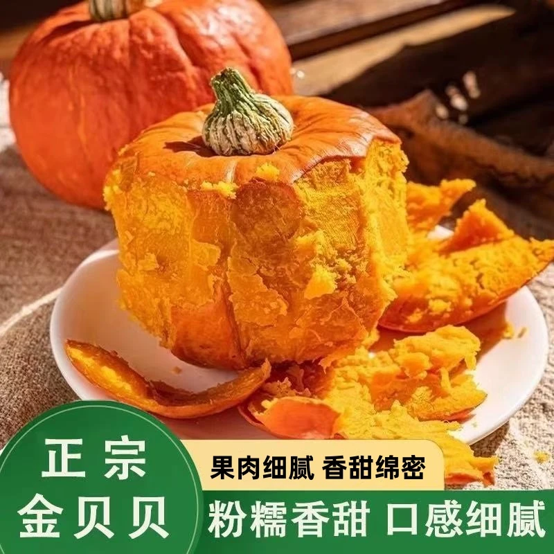 正宗金贝贝南瓜粉糯香甜宝宝辅食农产品金小贝产地直发