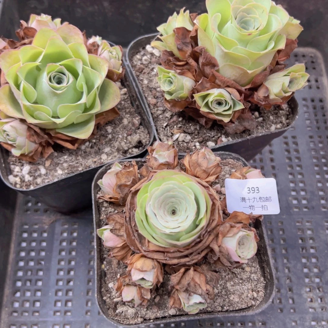 393 侧牙掉了不包损无售后