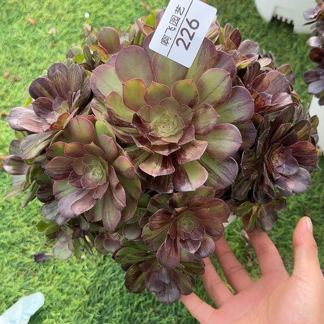 226多肉 墨染法师福利